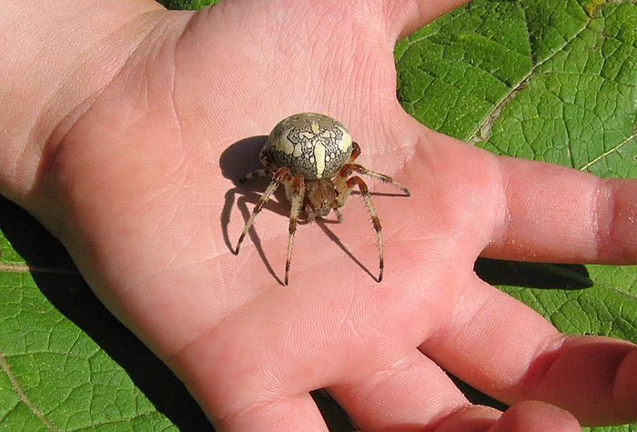 They're already crawling after you: 10 creepy Australian killer spiders - Insects, Spider, Australia, Negative, Longpost