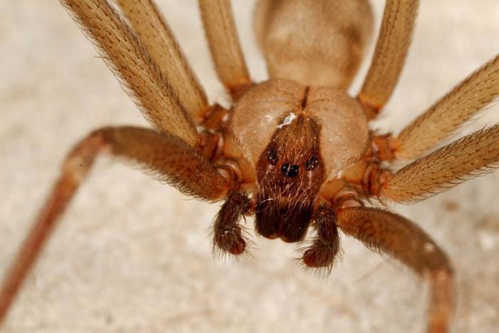 Они уже ползут за тобой: 10 жутких австралийских пауков-убийц | Пикабу