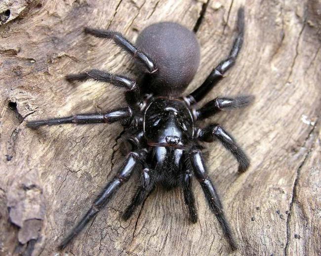 They're already crawling after you: 10 creepy Australian killer spiders - Insects, Spider, Australia, Negative, Longpost