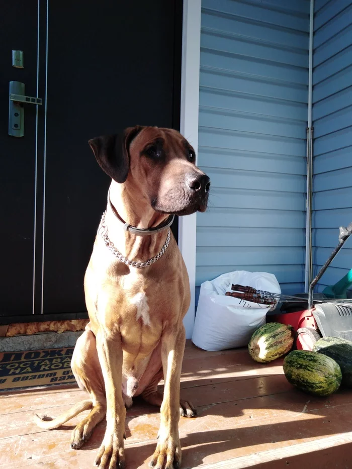 We are looking for a dog that ran away in the Chekhov district - My, The dog is missing, Help me find, Rhodesian Ridgeback, Longpost, Dog, No rating, Search for animals