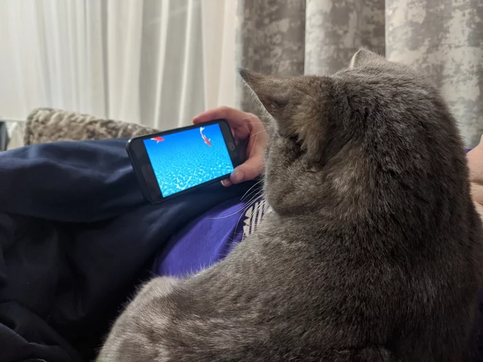 Cats watch YouTube too - cat, Video, Entertainment, Evening