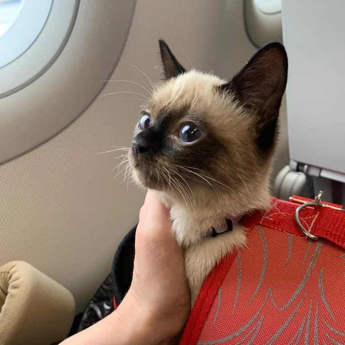 CAT ON THE PLANE. INSTRUCTIONS FOR USE - My, Aeroflot, Airplane, Travel across Russia, Flight, Instructions, Sky, Longpost, cat