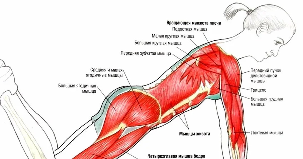 На велосипеде качаются мышцы. Отжимания группы мышц. Отжимания мышцы задействованы. Мышцы задействованные при отжимании от пола. Отжимания какие мышцы работают.