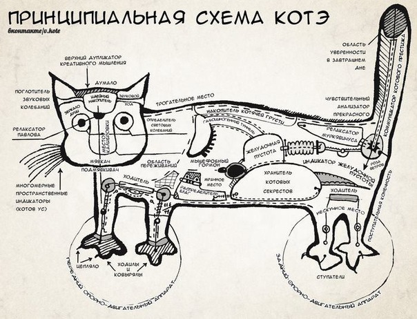 The most detailed diagram of a cat - Memes, cat, Scheme, Humor