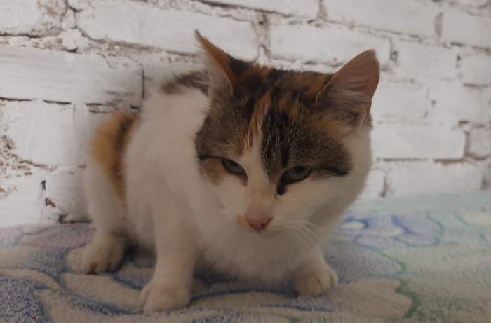 Молодая кошечка Дейзи нуждается в доме, Луганская область