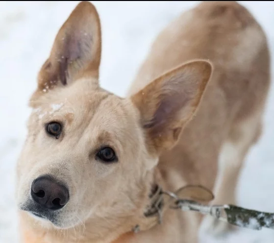 Aegon, a Corgi mix. The family dog ??was kicked out of the house. Forest shelter - My, Dog, In good hands, No rating, Animal shelter, Istra, Video, Longpost