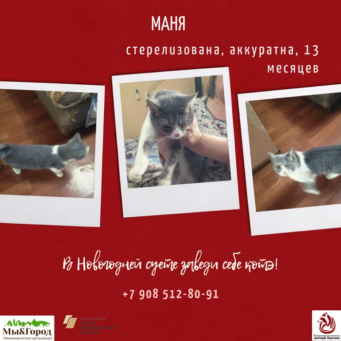 Cat Manya looking for a home (Rostov-on-Don) - My, cat, In good hands, Rostov-on-Don, The photo, No rating