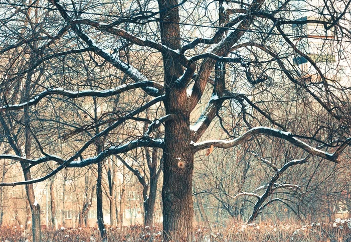 branchy tree - My, The photo, Tree, Winter, The park