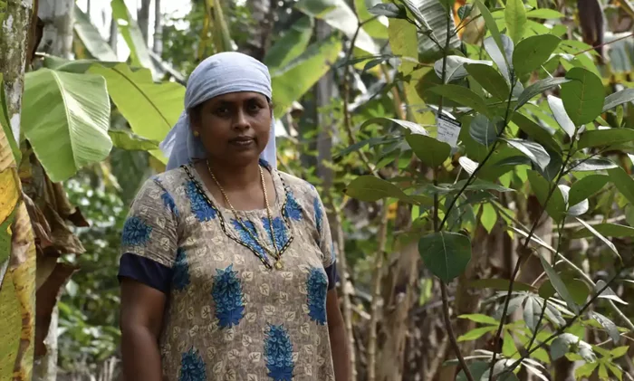 In India they give an interest-free loan for protecting and planting new trees - Ecology, India, Tree, Planet, Nature, Environmental pollution, Longpost