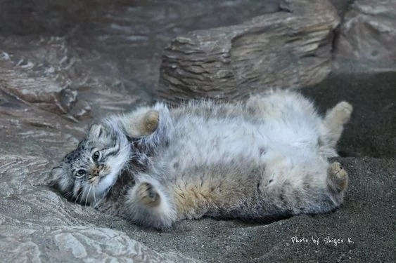 Condition - manul - Pallas' cat, Relax, New Years holidays, Longpost, Small cats, Milota, The photo, Animals, Wild animals, Cat family