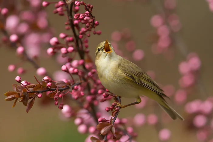 Warbler - Warbler, Birds, Ornithology