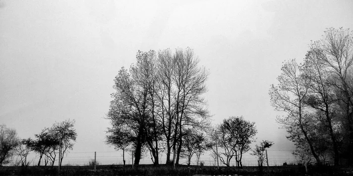 Black and white nature - My, Black and white photo, The photo, Tree, Nature