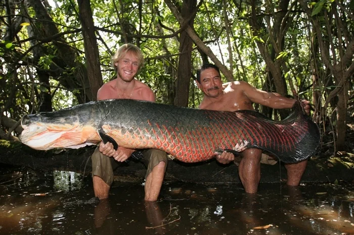 Giant Arapaima: Largest freshwater fish - A fish, Fishing, Yandex Zen, Longpost, Animals