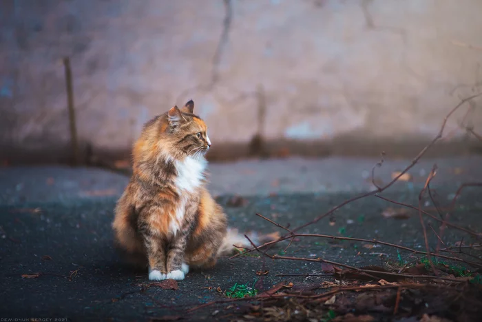 Tricolor beauty) - My, The photo, Tricolor cat, beauty, Animals, Atmosphere, Milota, cat, Fluffy