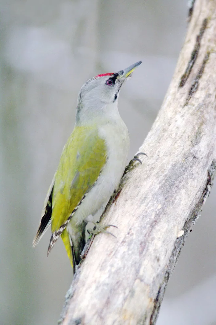 gray woodpecker - Birds, Woodpeckers, Rare view, Red Book, Longpost