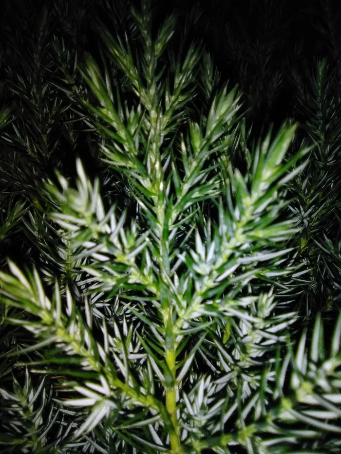 Juniper or cypress? - My, Conifers, Houseplants, Botany, Longpost