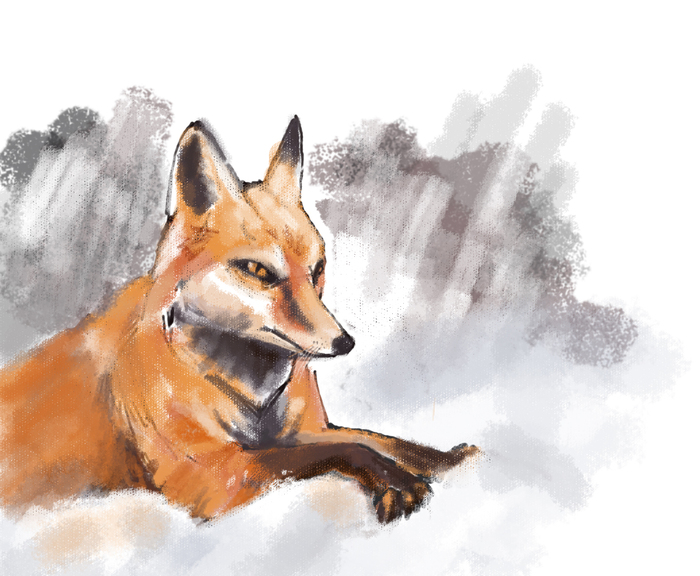 Снежный лис