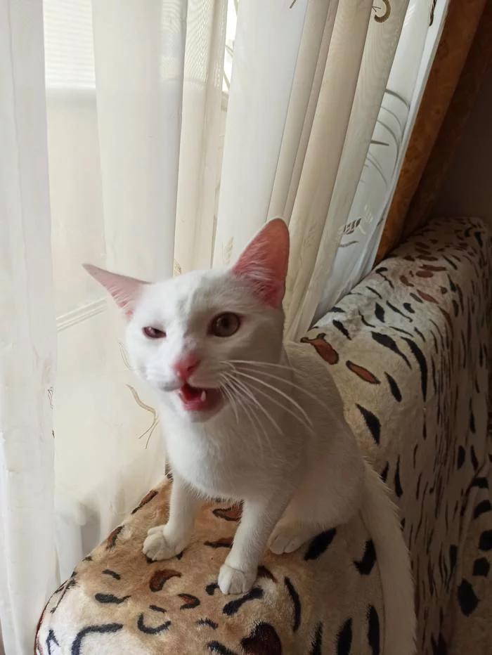 Sasha Bely - My, cat, White, Longpost