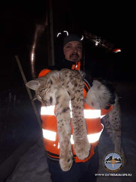 Operation Lynx. Sleeping, sniffling, scared - Lynx, Small cats, Animal Rescue, Agalatovo, Leningrad region, news, Video, Longpost