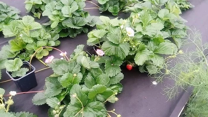 Shoots of strawberry Irishka. - My, Strawberry, Strawberry, Irishka, Sowing, Shoots, Seedling, Garden, Garden, Video, Strawberry plant, Strawberry (plant)