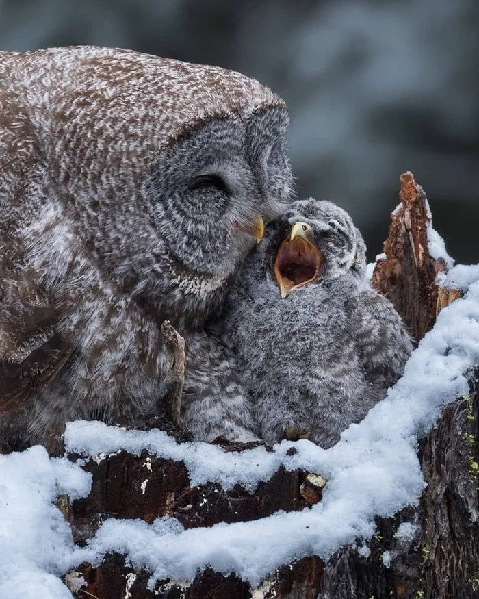 Owls - Owl, Milota, Owlets, Ornithology, Nature