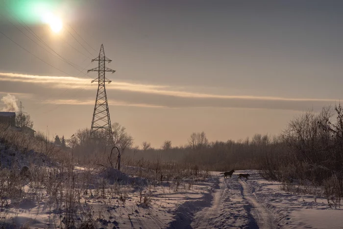 Frosty day in Siberia - My, Tomsk, Siberia, Winter, Snow, Dog, Stray dogs, Outskirts, Longpost