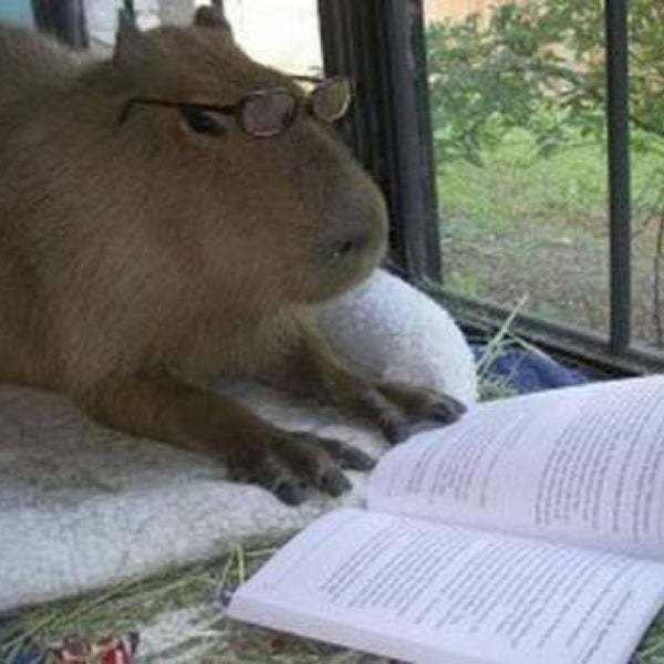 I think this is my spirit animal - Capybara, My totem animal, Humor, Longpost