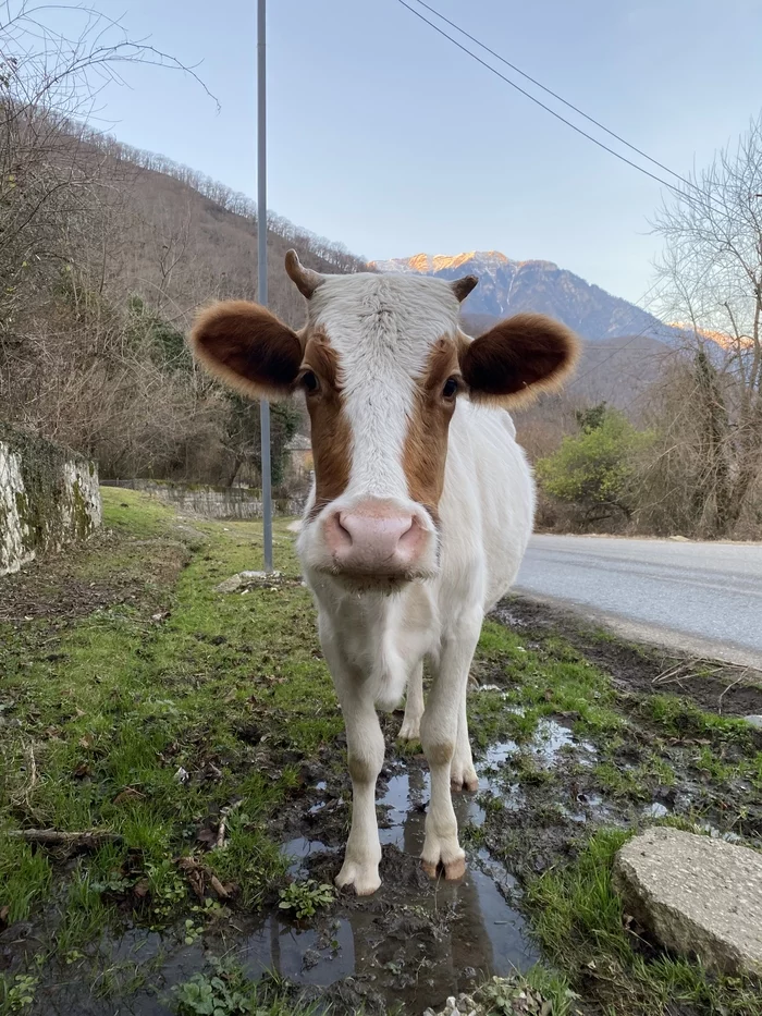 Just - My, Cow, Abkhazia, Photo on sneaker, The photo, Mobile photography