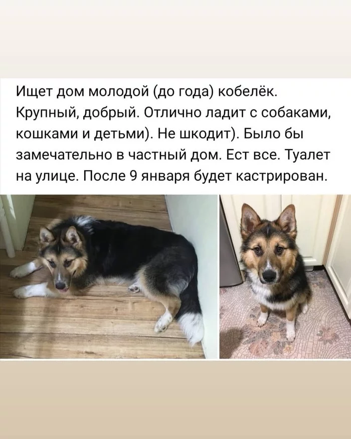 Fluffy is looking for a home! - My, Dog, House, Syktyvkar, In good hands, No rating, Help