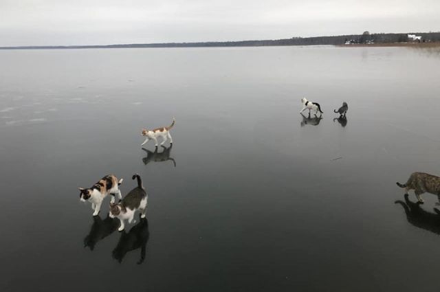 The mystery of the photograph with cats on the ice of a lake in the Tver region has been solved - cat, The photo, Lake