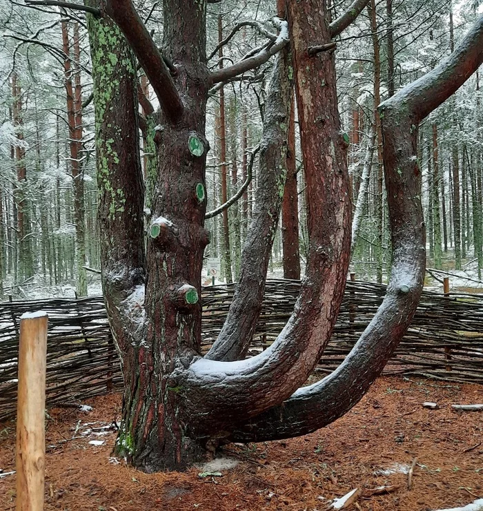 Dancing forest of the Curonian Spit, Kaliningrad region - My, Kaliningrad, Curonian Spit, Longpost, dancing forest, The photo