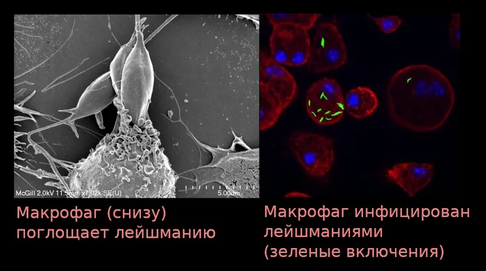 Our Internal Troops: Tumor Necrosis Factor - My, Immunity, Immunology, The medicine, Humira, Longpost