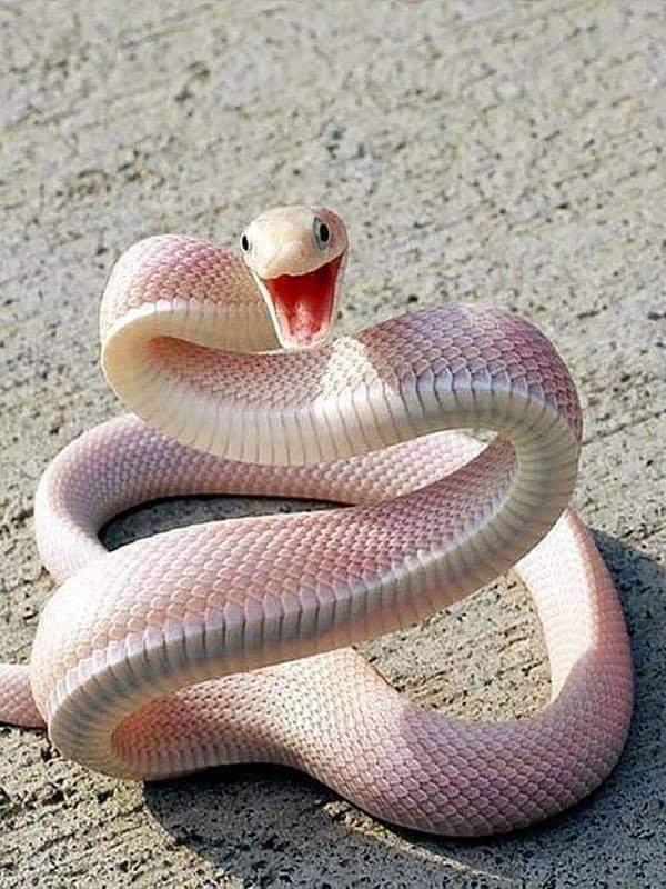 This pink cutie - Snake, The photo, Albino, Already