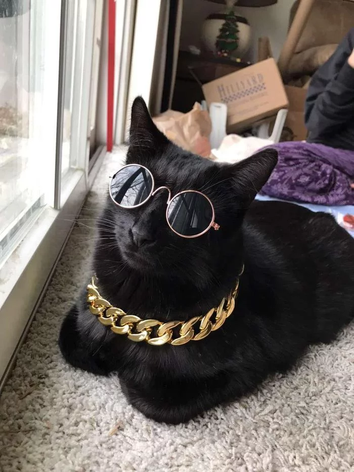 My little sister bought some cool accessories for her cat - The photo, Animals, cat, Accessories, Gangsta, Thug life, Decoration, Reddit, , Black cat, Gold Chain