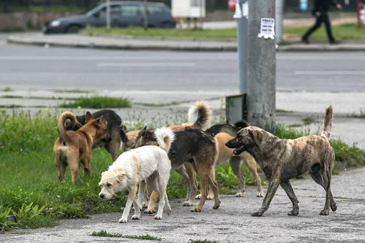 The problem with stray dogs - My, Wild animals, Stray dogs, Mat, Longpost