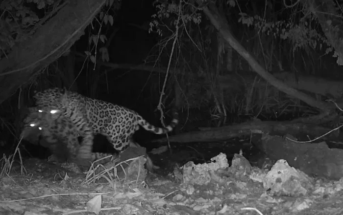 The killing of another predatory cat by a jaguar was captured on video for the first time - Jaguar, Ocelot, Big cats, Small cats, Negative, Guatemala, Video, wildlife, Killing an animal, Hunting, Predator, Cat family