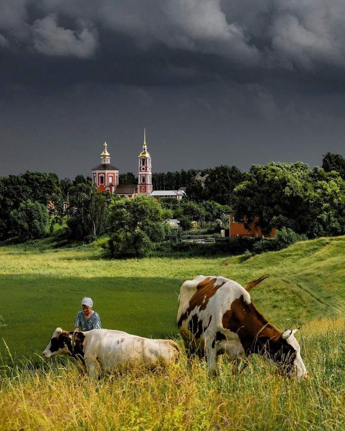 Корова в храме