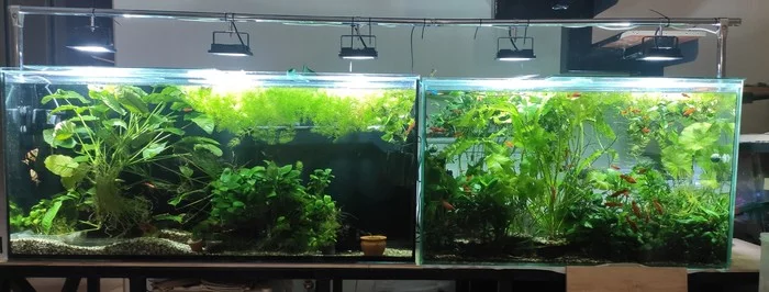 Aquariums - My, Aquarium, Aquarium fish, Aquarium plants, Aquarium