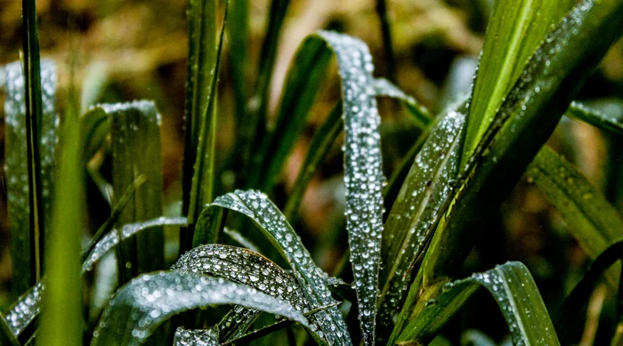 Diamond dew drops - My, Dew, The photo, Nature