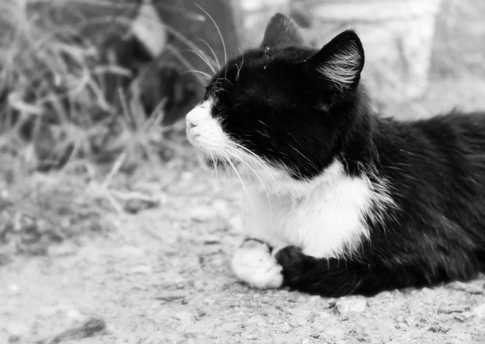 Important - My, The photo, Black and white photo, cat, Pets