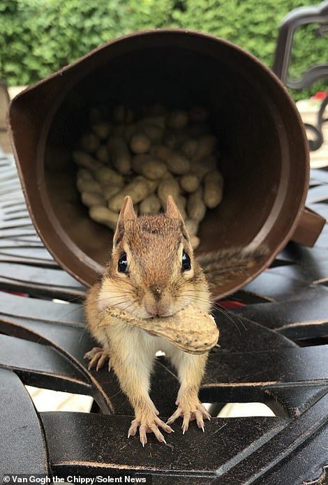 Cute chipmunk - Chipmunk, Milota, Longpost