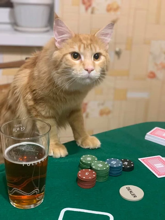 Poker face - cat, Poker face, Cards, Chips, Beer