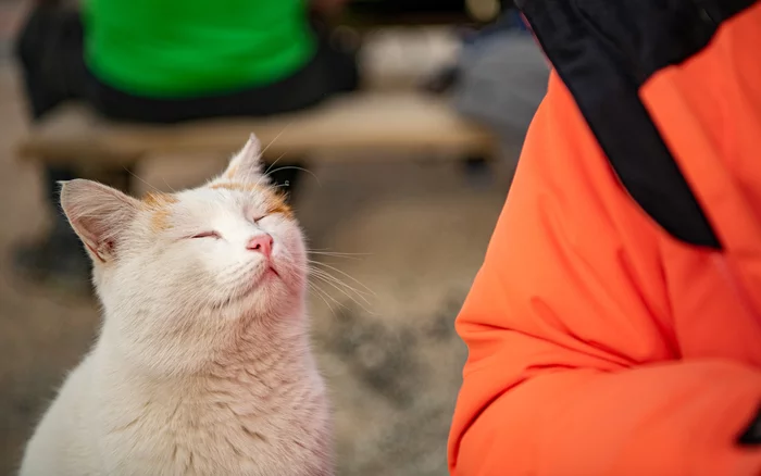 Cats of Cappadocia! - My, cat, Turkey, Longpost, Cappadocia