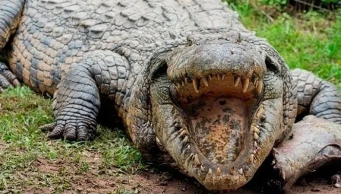 Long-lived crocodile - Crocodiles, Long-liver, Animals, Interesting, Nature