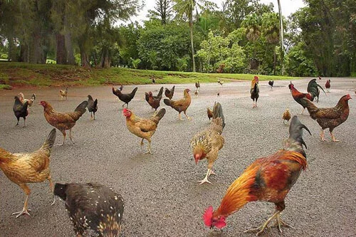 Thousands of wild chickens have taken over the island - Birds, Hen, Travels, Curiosity, Longpost