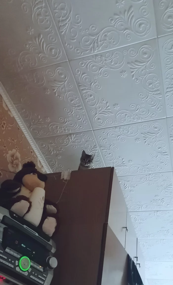 Conquers new heights of the apartment - My, Kittens, cat, Mobile photography, Steeplejack