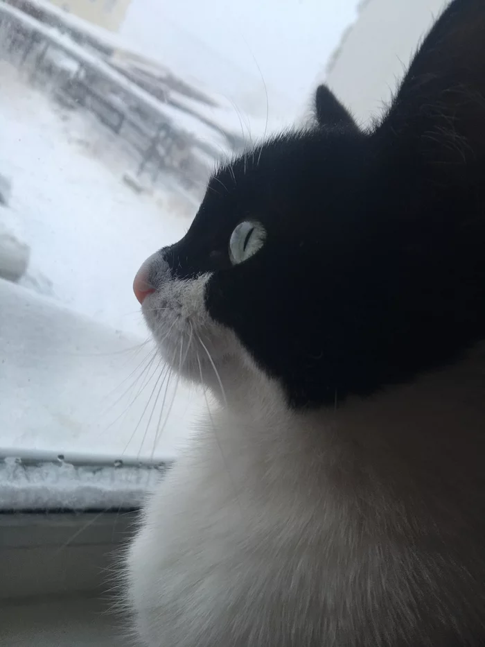 Humpback - My, Bicolor, cat, Nose