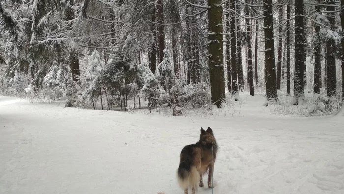 Winter has finally come - My, Dog, Winter, Forest, Longpost, The photo