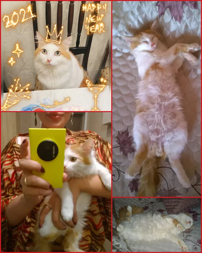 Cats bring happiness))) - My, It Was-It Was, Fat cats, Kittens, Kindness, cat