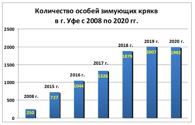 Вспоминаем Серую шейку 2020 - Моё, Январь, Птицы, Утка кряква, Водоплавающие, Серая шейка, Зима, 2021, Длиннопост